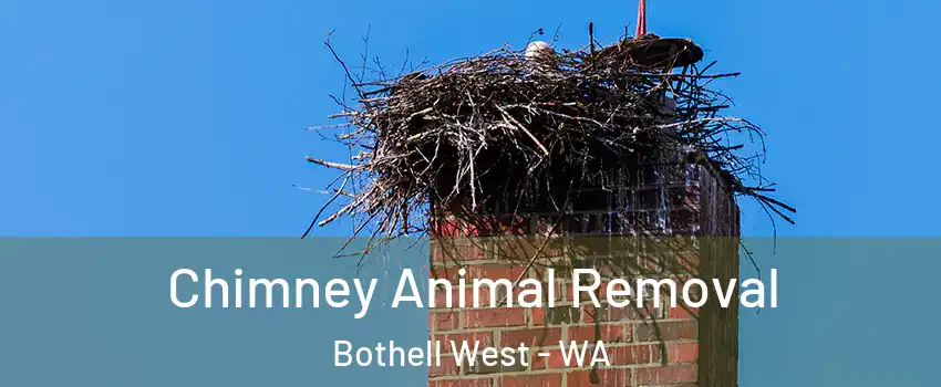  Chimney Animal Removal Bothell West - WA